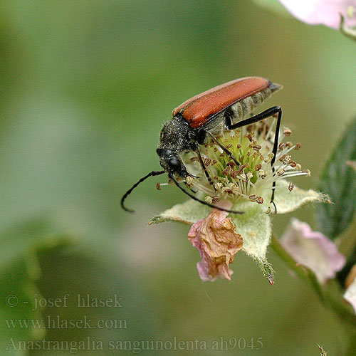 Anastrangalia sanguinolenta Leptura Blutroter Halsbock