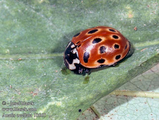 Eyed Ladybird 灰眼斑瓢虫 Øjeplettet mariehøne Isopirkko