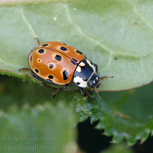 Coccinelle ocellée Oogvleklieveheersbeestje Szemfoltos katica Augenmarienkäfer Biedronka oczatka Коровка глазчатая Lienka veľká Pikapolonica Mariquita ocelada Anatis ocellata Slunéčko velké Ögontecknad nyckelpiga Eyed Ladybird 灰眼斑瓢虫 Øjeplettet mariehøne Isopirkko