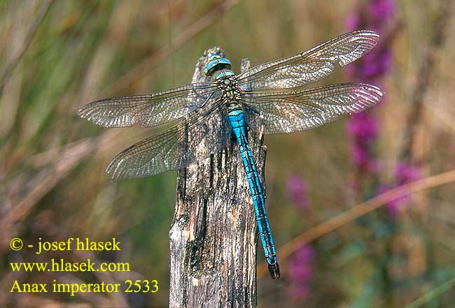 Anax imperator Emperor dragonfly Stor Kejserguldsmed