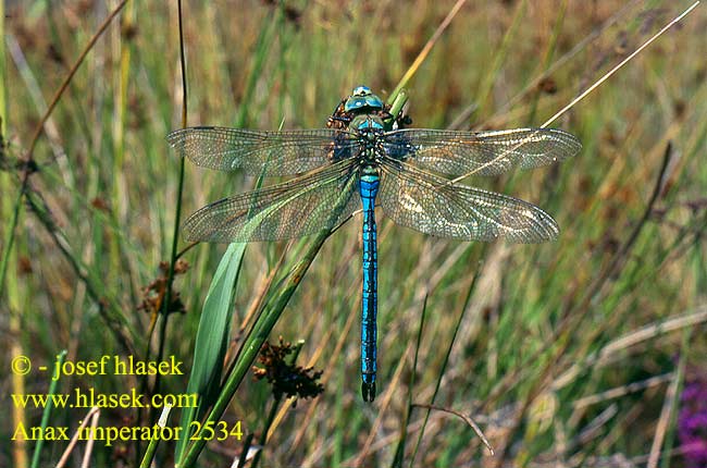 Anax imperator Anax empereur Grote keizerlibel Óriás szitakötő