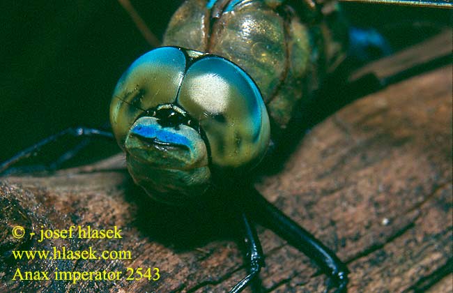 Anax imperator Grosse Königslibelle Husarz władca