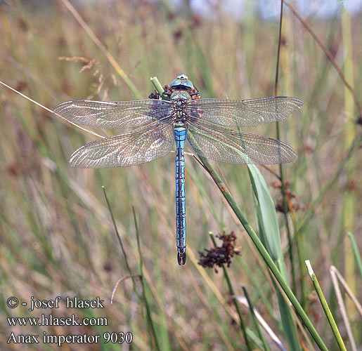 Anax imperator 9030