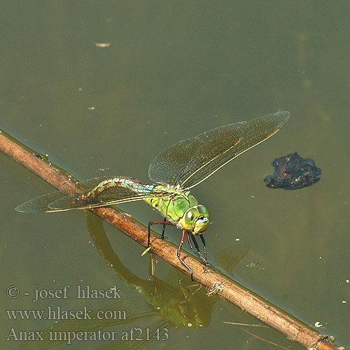 Anax imperator Дозорщик-повелитель