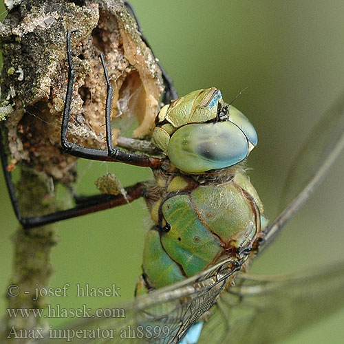 Anax imperator コウテイギンヤンマ Veliki spremljevalec