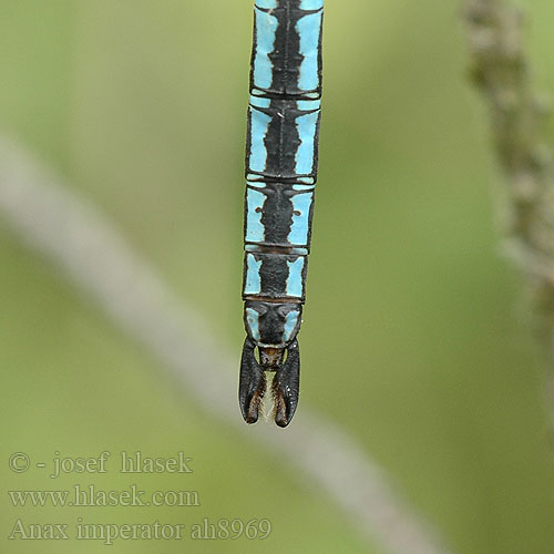 Anax imperator empereur Grote keizerlibel Óriás szitakötő