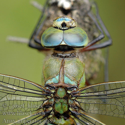 Anax imperator Grosse Königslibelle husarz władca