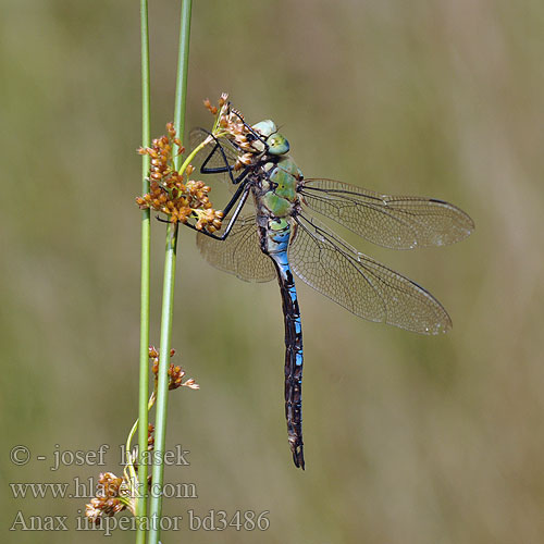 Anax imperator bd3486