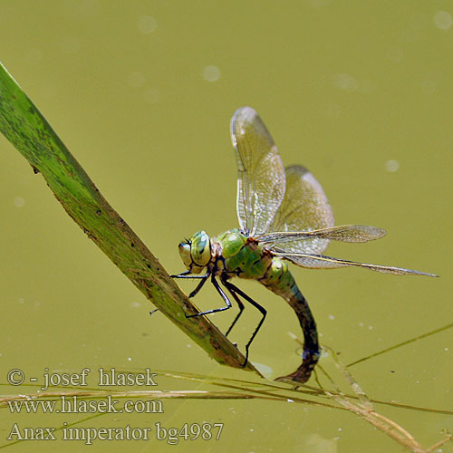 コウテイギンヤンマ Veliki spremljevalec Anax imperator