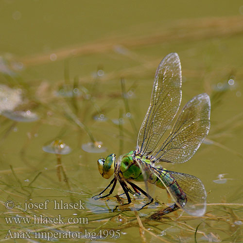 Anax imperator bg4995