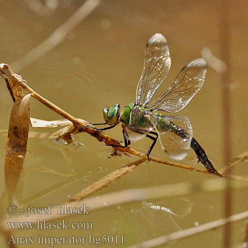 Emperor Blue dragonfly Stor Kejserguldsmed Anax empereur