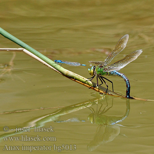 Anax imperator bg5013