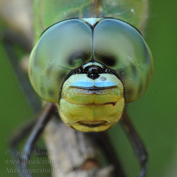 Anax imperator bj7152