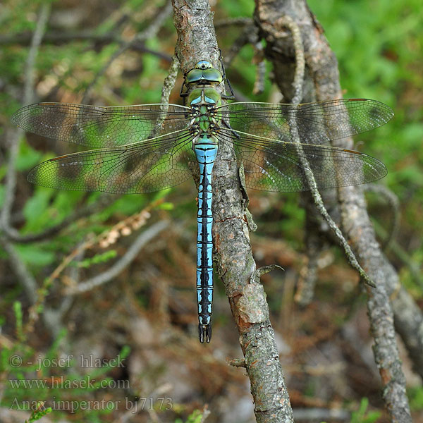 Anax imperator bj7173