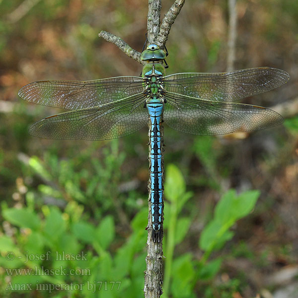 Anax imperator bj7177