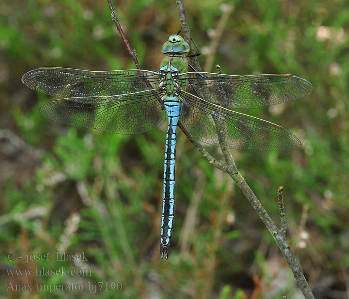 Anax imperator bj7190