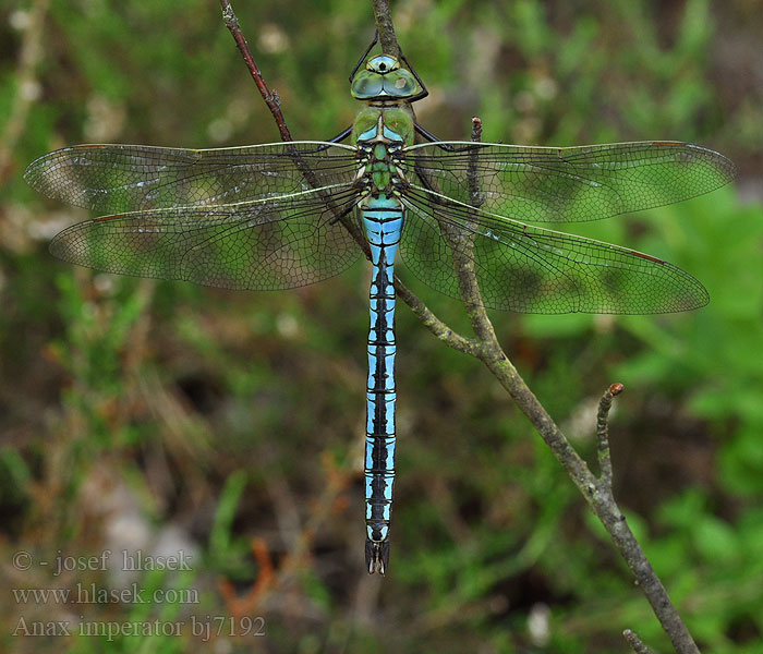 Anax imperator bj7192