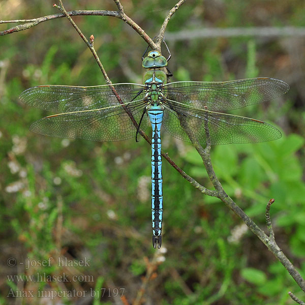 Anax imperator bj7197