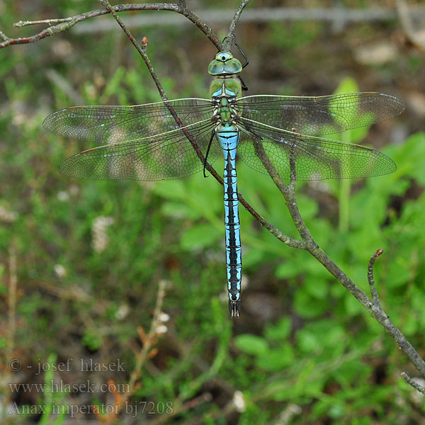 Anax imperator bj7208