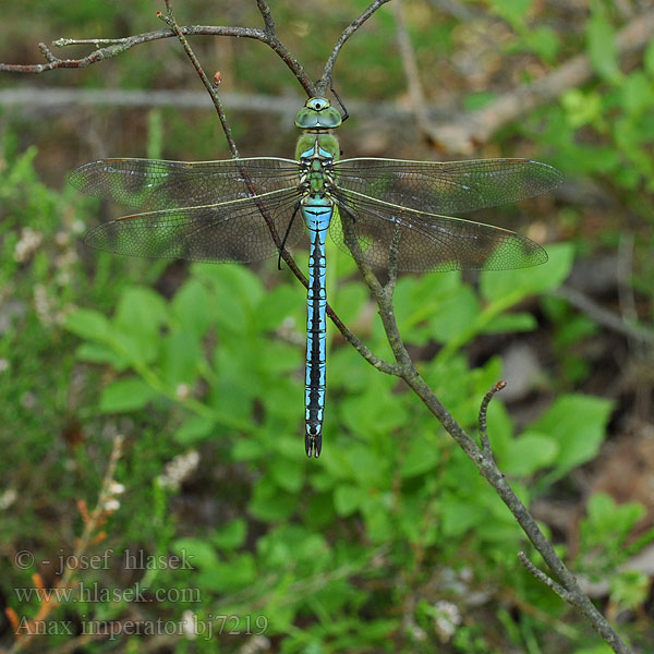 Anax imperator bj7219