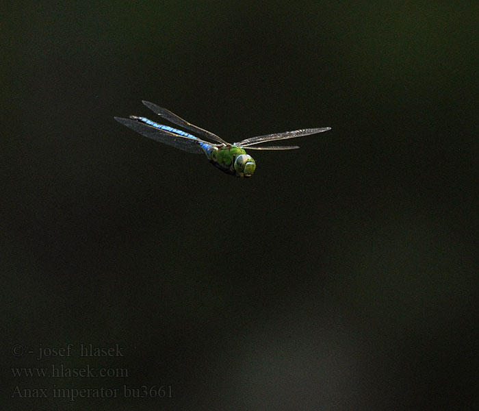 Emperor Blue dragonfly Anax imperator