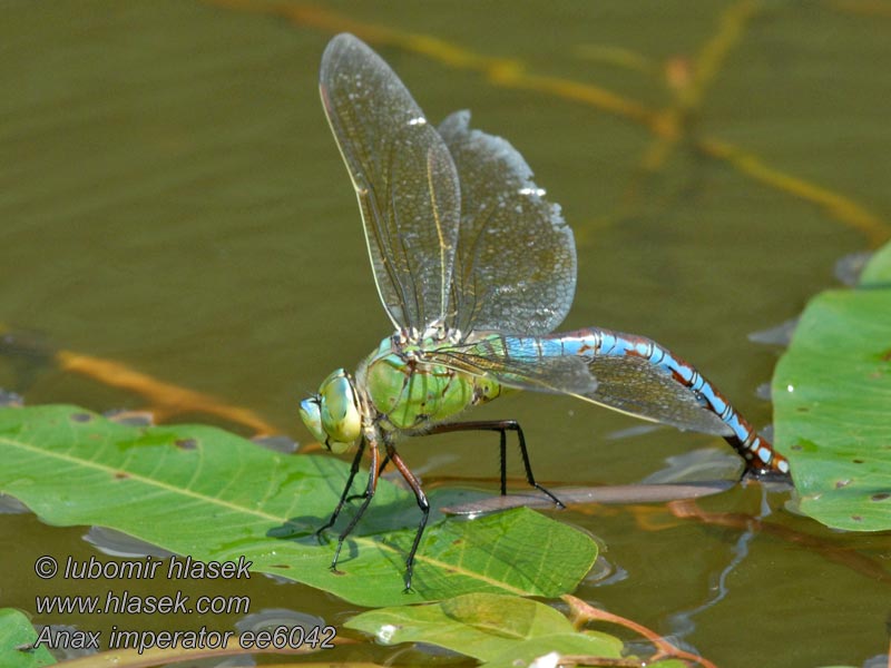 Anax empereur Anax imperator