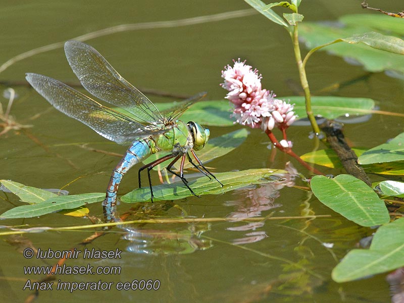 Grote keizerlibel Anax imperator