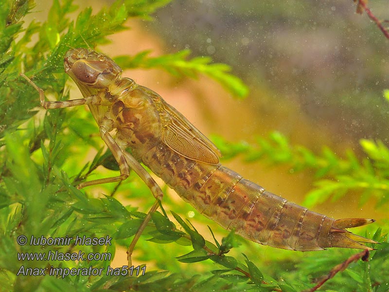 Grosse Königslibelle Anax imperator