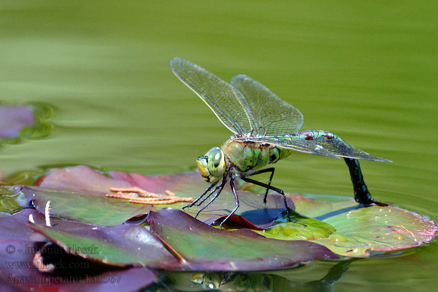 Anax imperator