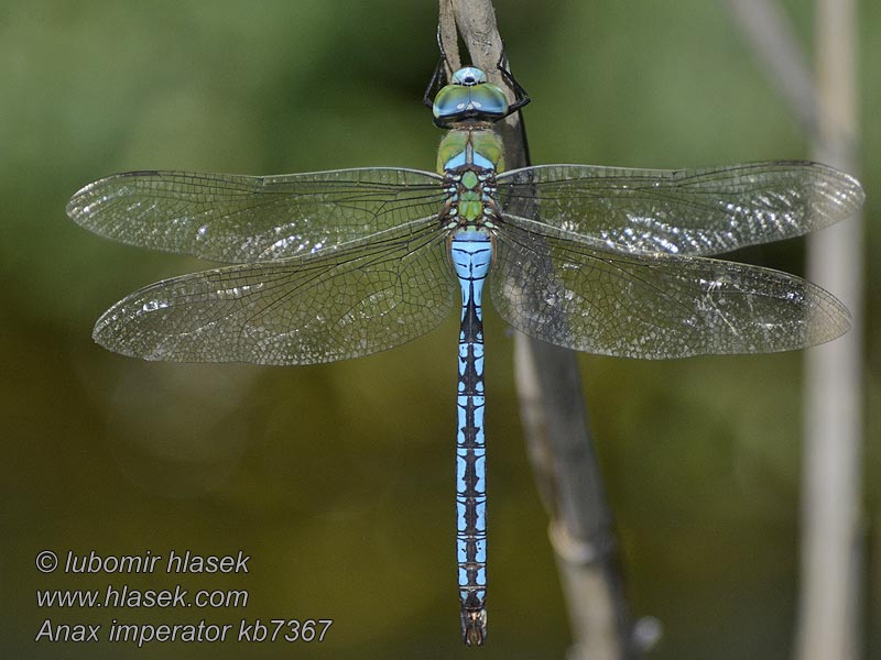 Husarz władca Anax imperator