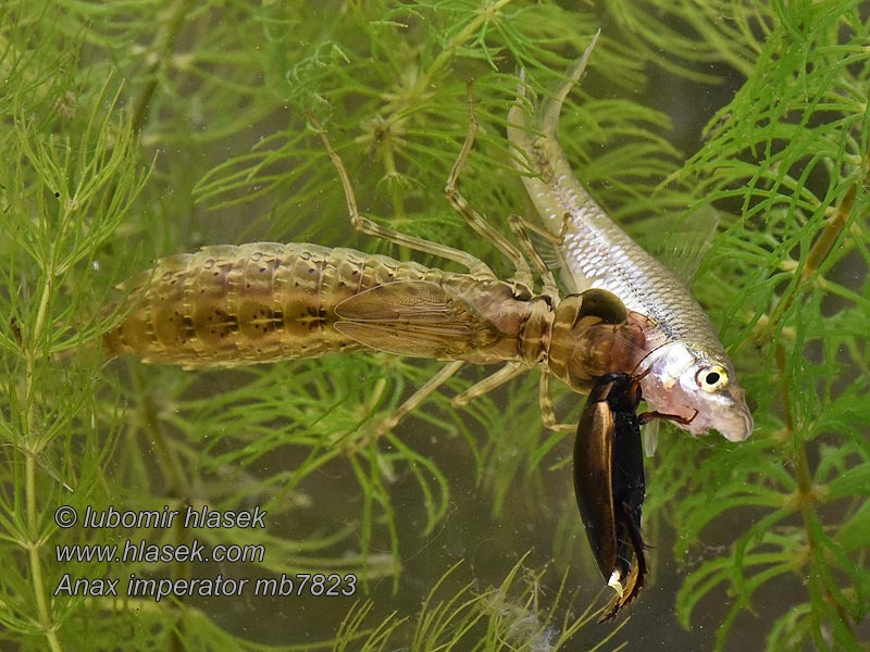 Kejsartrollslända Anax imperator