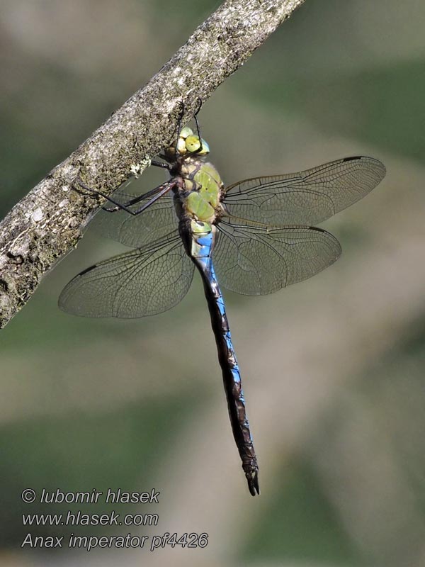 Дозорець-володар Anax imperator