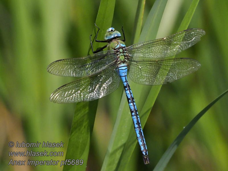 コウテイギンヤンマ Anax imperator