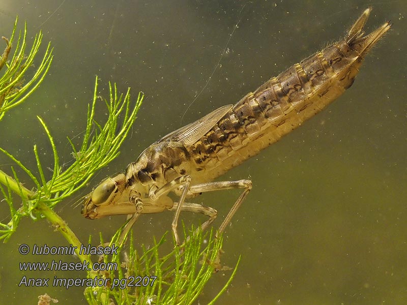 Veliki spremljevalec Šidlo obrovské Anax imperator