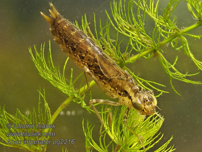 Šidlo obrovské Anax imperator