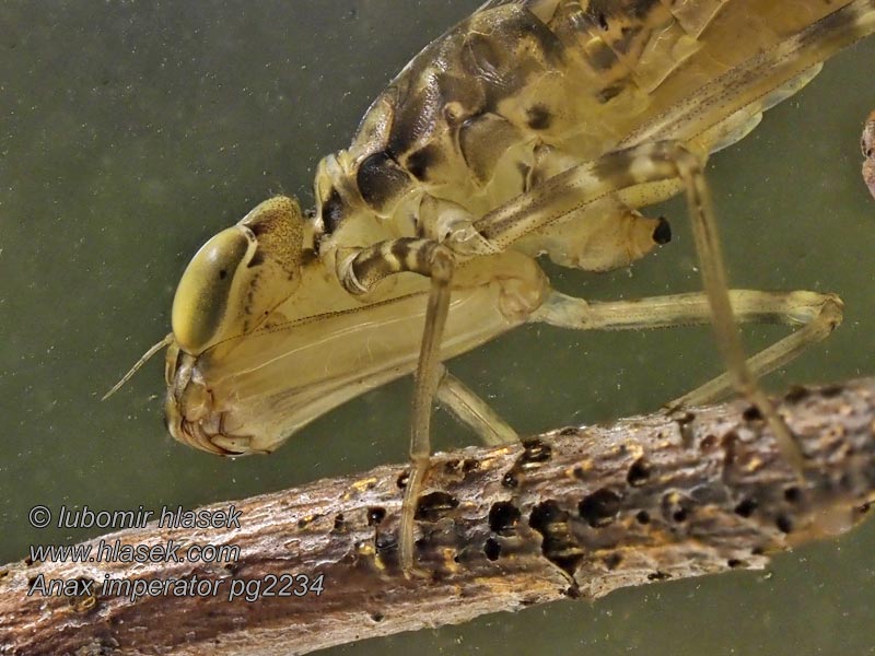 Šidlo obrovské Anax imperator