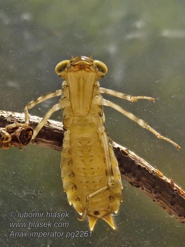 Šidlo obrovské Anax imperator