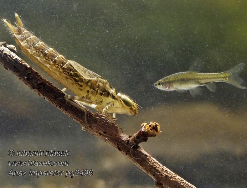 Anax imperator