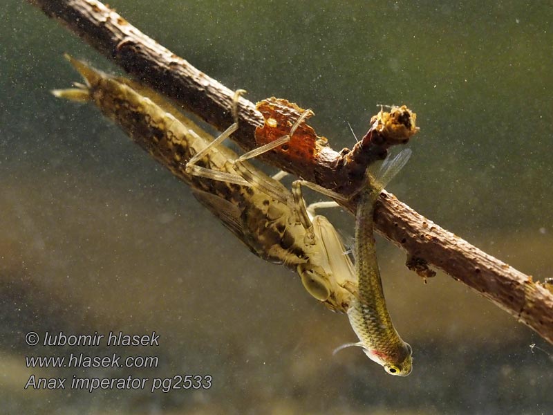 Anax imperator