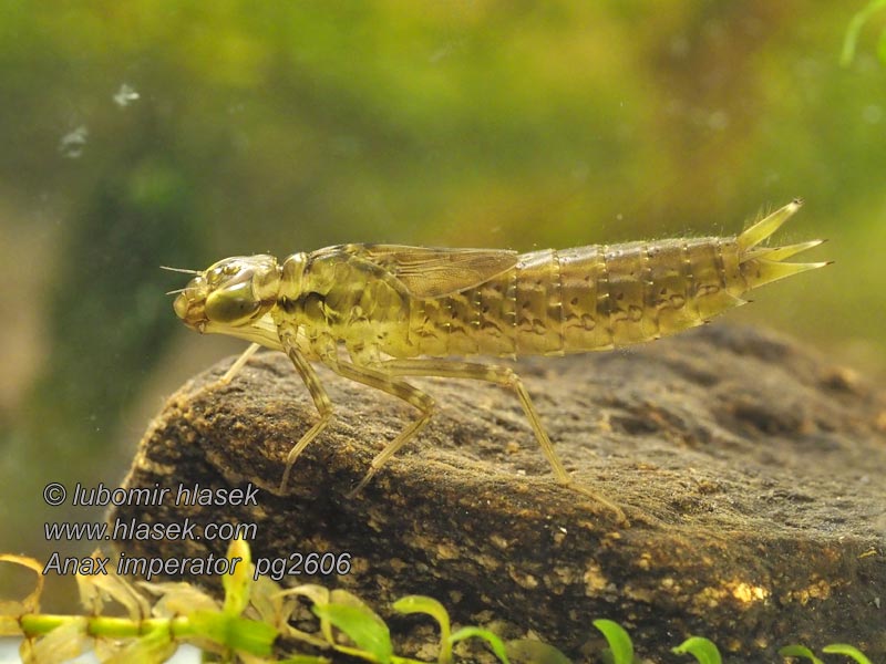 Anax imperator