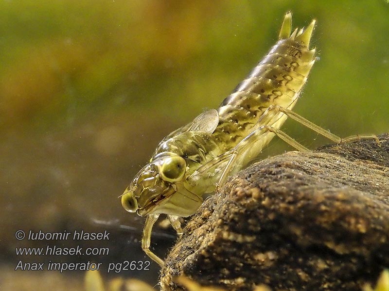 Anax imperator