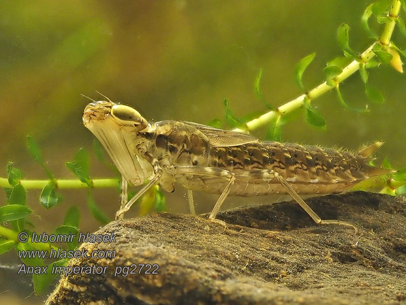 Anax imperator