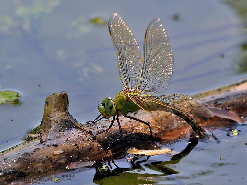 Šídlo královské Anax imperator