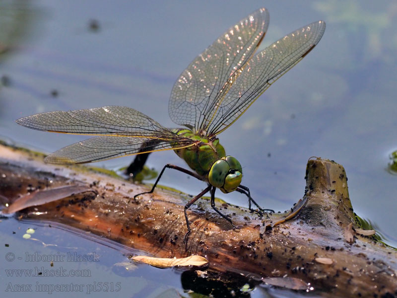 Šídlo královské Anax imperator