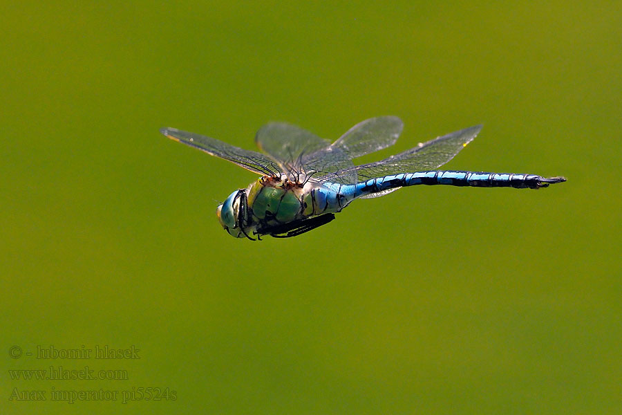 Anax imperator