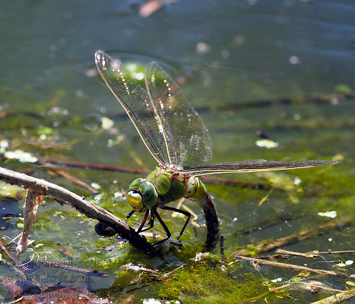 Šídlo královské Anax imperator