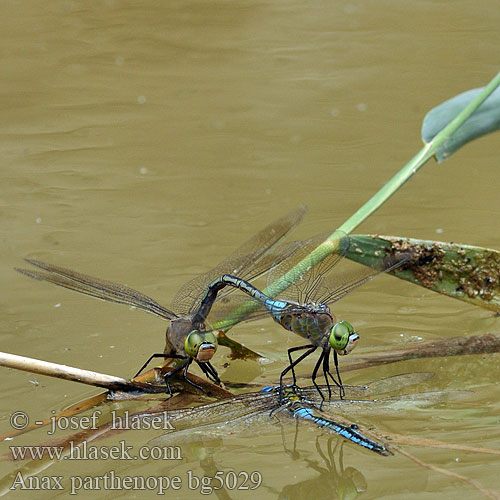 Anax parthenope bg5029