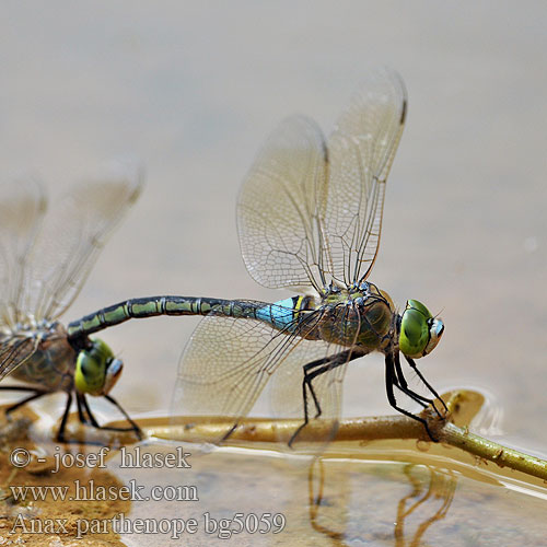 Anax parthenope bg5059