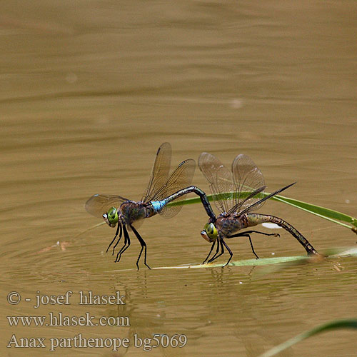 Anax parthenope bg5069