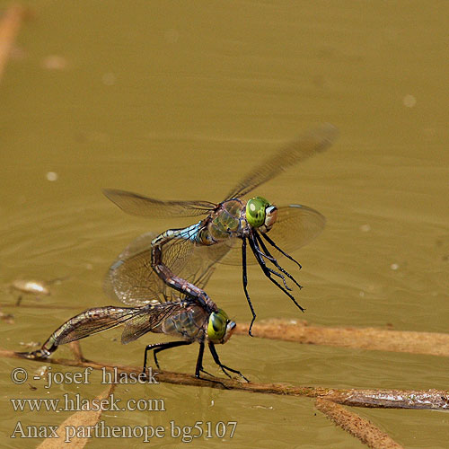 Anax parthenope bg5107